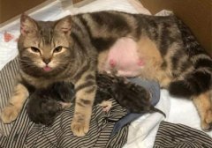 你们要的？猫癣用药指南终于来啦！？猫癣医治药