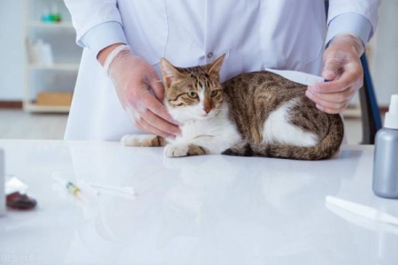 你们要的 猫癣用药指南终于来啦！ 猫癣医治药