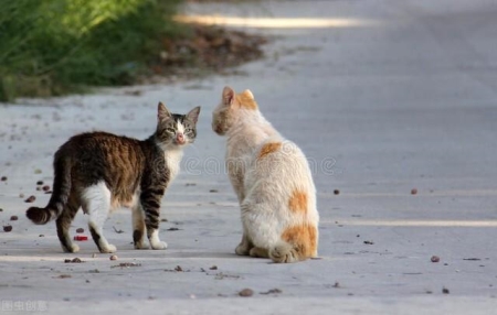 猫咪每天到底该吃多少？拒绝自助餐式喂养，喂猫也有公式 猫每天吃多少猫饭合适