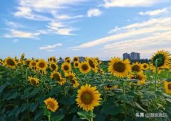 武汉种菜一天能供多少吨一天能供应武汉2000吨菜