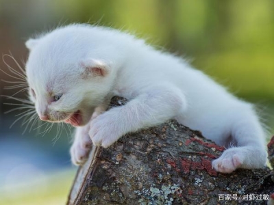 龙猫流产症状