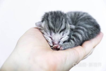 终于找到让猫咪不挠沙发的办法了？一招让猫不抓沙发