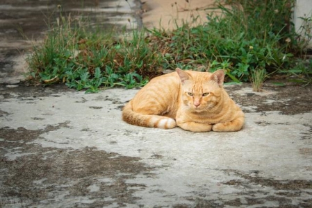 猫藓的可怕之处，它可以传染给人，女孩的一张俏脸就这么遭殃了？猫藓传染给人什么样子