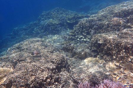 崇明西沙湿地公园旅游崇明西沙湿地公园和崇明岛国家地质公园