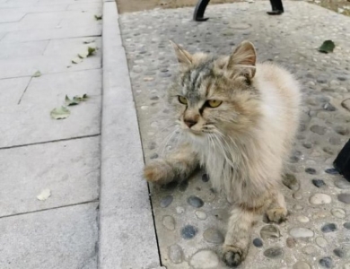 捡到流浪猫之后怎么处理？捡到流浪猫是什么预兆