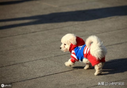 养大型犬为什么一定要挤肛门腺？这几个后果，主人一定要清楚 给犬挤肛门腺是为了什么