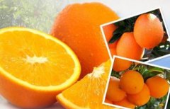 腰果外面的薄皮能吃吗？市面上腰果的那层皮可以吃吗？