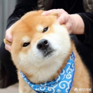 猫咪能吃鸡蛋白吗？猫咪鸡蛋白可以吃吗？