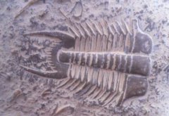 哈拉帕文明消亡哈拉帕文明消亡的原因