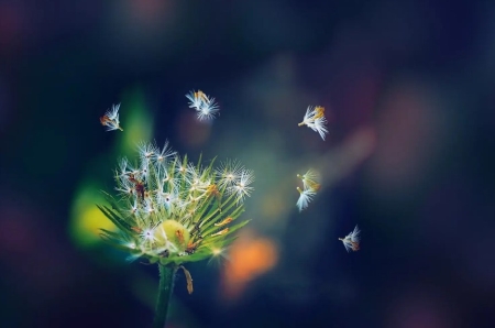 海参怎么做吃最有营养请问海参怎么吃最好怎么样做