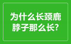 长颈鹿的脖子那么长_长颈鹿脖子最长几米？