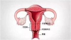 女人阴道是什么样子的？阴部真实构造解剖结构图