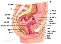 女人阴道是什么样子的？女性必须学习性技能