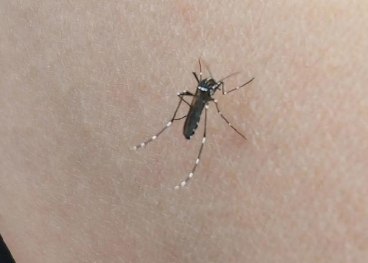 为啥冬天还有蚊子叮人？冬天蚊子的“毒”性反应更剧烈