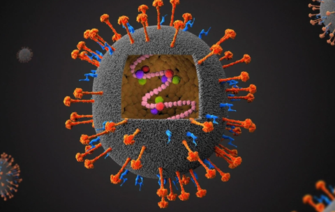 尼帕病毒会复制新冠“剧本”吗？科学视角下的理性拆解